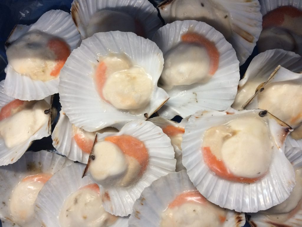 King Scallops